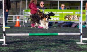 Dog agility: Το συναρπαστικό άθλημα σκύλων στις 22 και 23 Απριλίου στο Γουδή