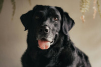 Γιατί ο σκύλος σου γλείφει συνέχεια τα πόδια του και πότε πρέπει να ανησυχήσεις